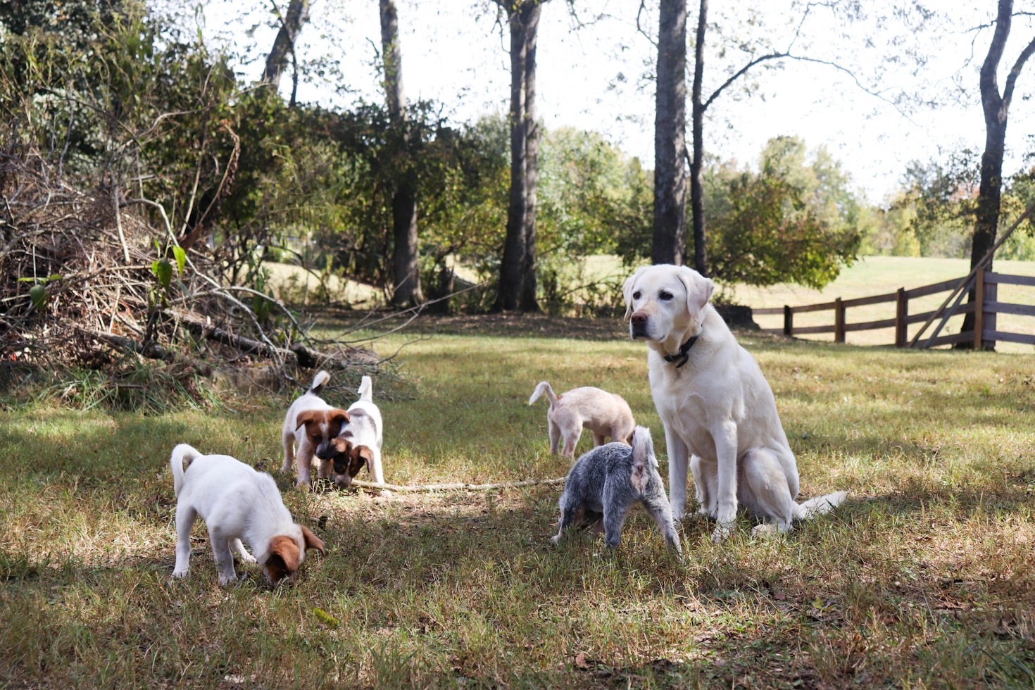 Die Geschichte der Schapendoes-Rasse